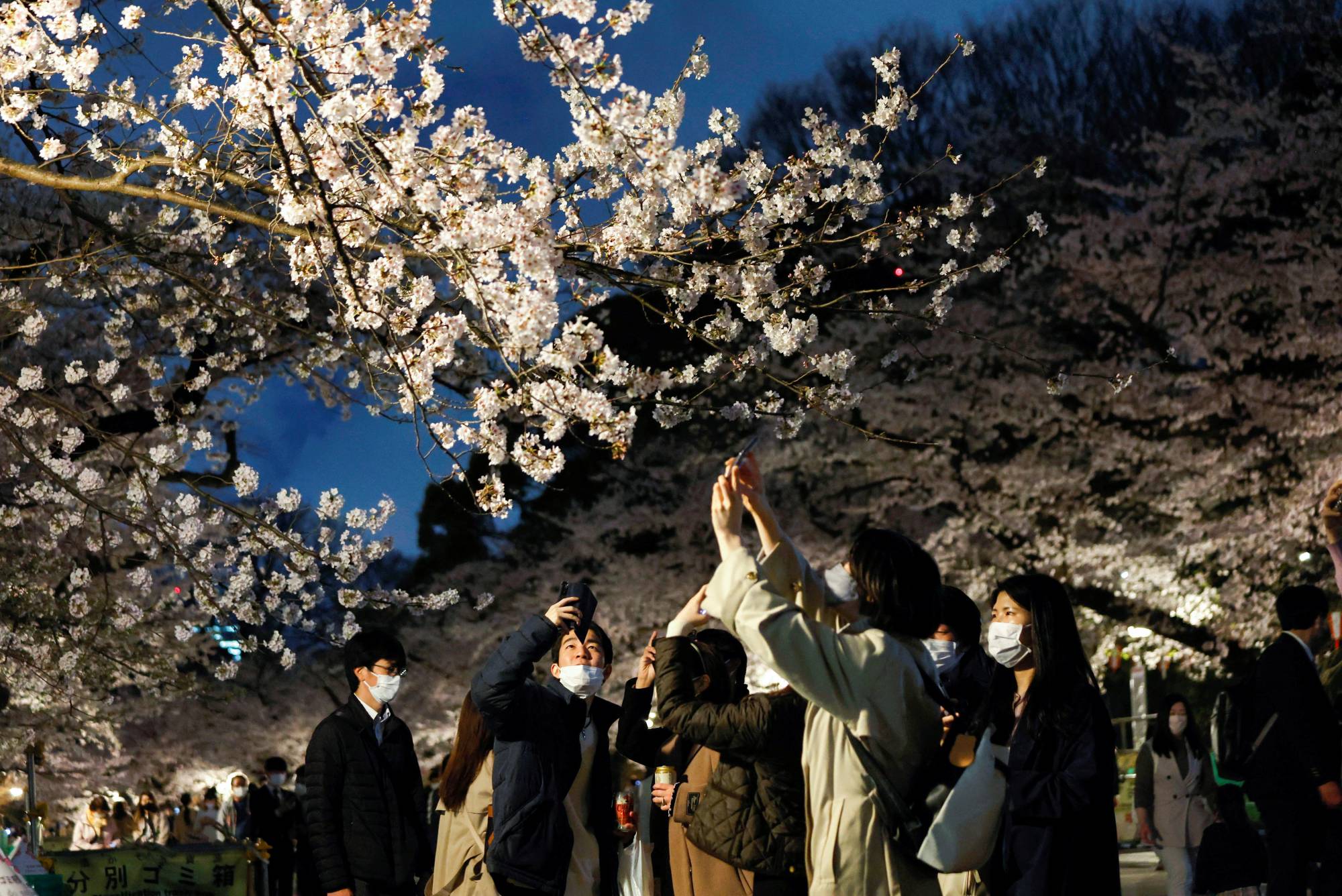 Cherry blossoms at Ueno Park in Tokyo on March 30. As the weather gets warmer, it becomes easier for people and businesses to ventilate indoor spaces, which would help reduce infections. | REUTERS