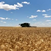 A combine harvests winter wheat in Corn, Oklahoma, U.S.  | REUTERS