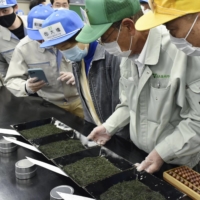The season\'s first auction for the first harvest of Japanese green tea is held on Monday at a market in Shizuoka Prefecture, a major green tea production area in Japan.  | KYODO