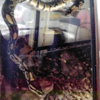 A 2-meter-long pet ball python was found Monday in the car it was last seen in, with police saying it had likely never escaped in the first place. | OKAYAMA POLICE DEPARTMENT / VIA KYODO