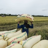 Freshly harvested rice in the Philippines on April 10 | BLOOMBERG