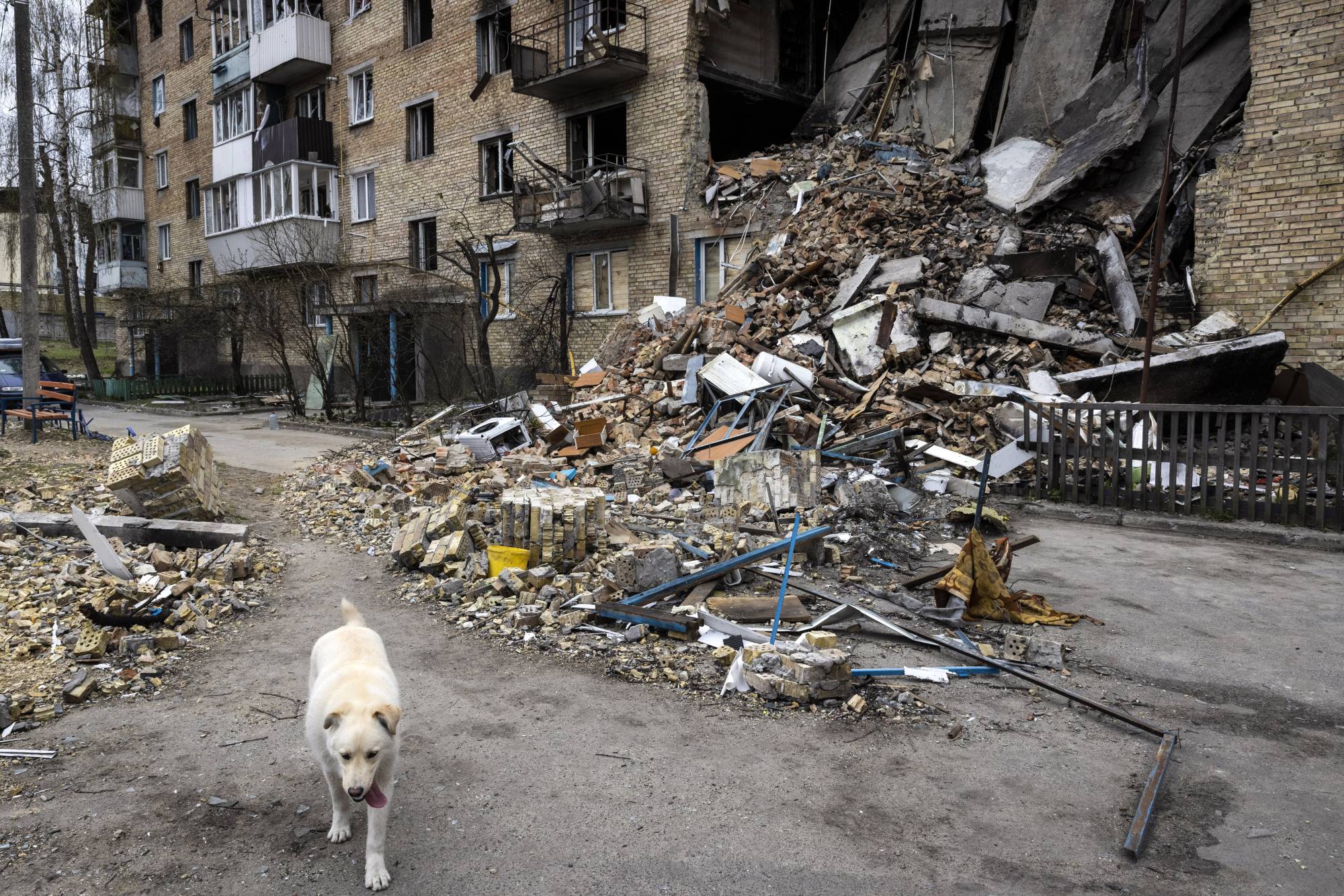 A dog wanders past the wreckage of an apartment building in Horenka, a suburb of Kyiv, on Wednesday. | David Guttenfelder / The New York Times