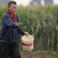 The expansion of farmland in China\'s northeast has come at the expense of millions of hectares of forest, grassland and wetlands, and the increasing exposure to wind and rain has led to erosion. | REUTERS