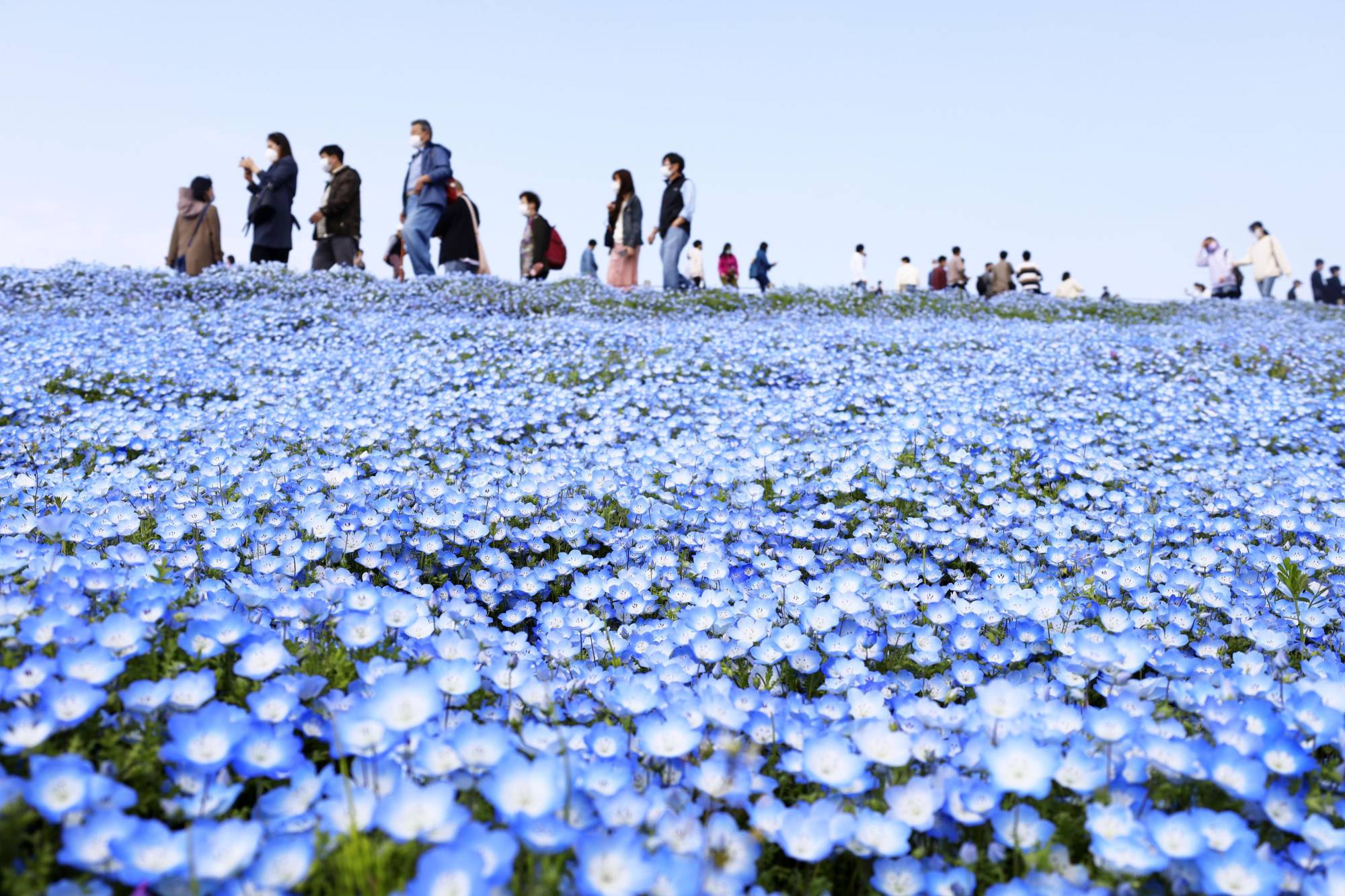 People observe hundreds of nemophila blooms at Hitachi Seaside Park in Hitachinaka, Ibaraki Prefecture.  | KYODO