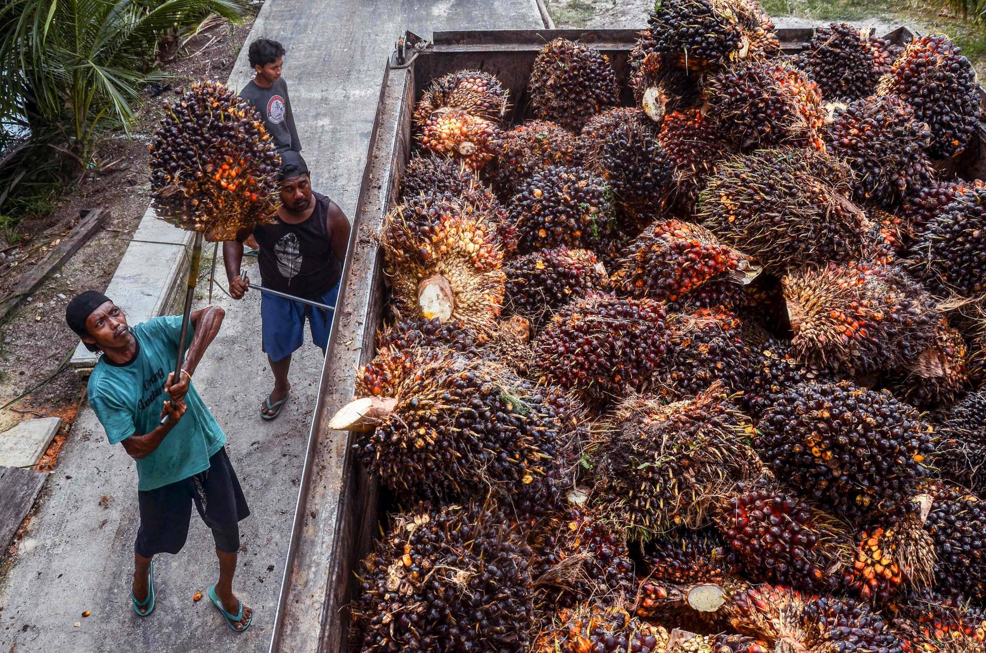 Workers transfer harvested palm fruits to a transport truck before being processing into crude palm oil at a palm plantation in Pekanbaru, Indonesia, on Saturday. | AFP-JIJI