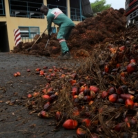 A worker cleans palm oil fruits from the ground at Agrivar, a palm oil factory in Samo, Ivory coast, on April 13. Neither Russia nor Ukraine produces palm oil, a tropical commodity, but Moscow\'s invasion has triggered knock-on effects across today\'s intricately interconnected global economy. | REUTERS