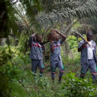 Workers carry palm oil fruit bunches at Agrivar\'s palm oil plantation in Adiake, Ivory coast, on April 12. Africa consumes significantly more palm oil than it produces in a global market dominated by Southeast Asia. | REUTERS