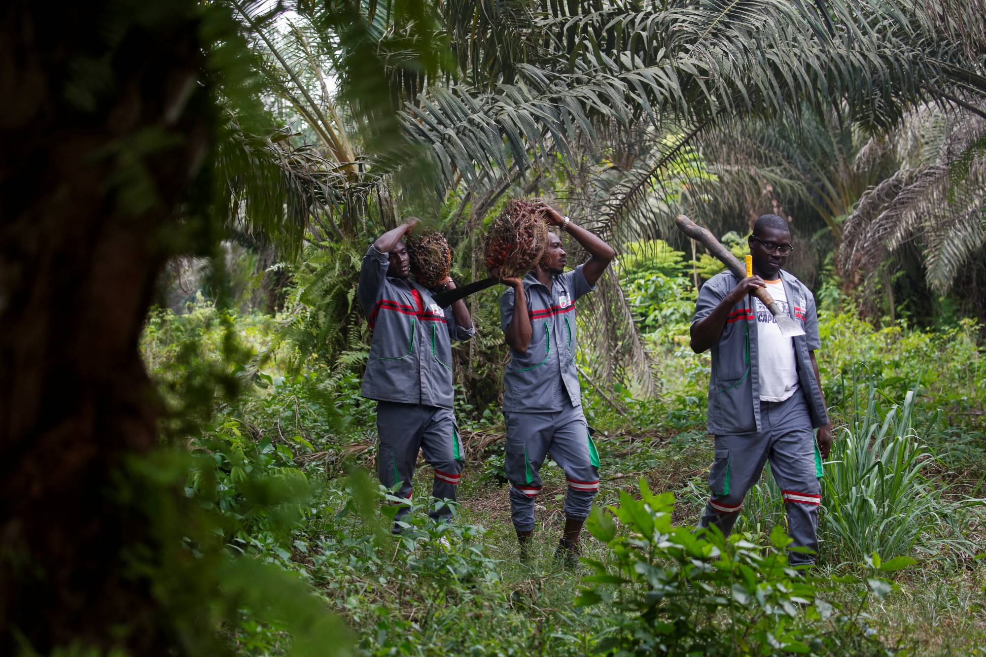 Workers carry palm oil fruit bunches at Agrivar's palm oil plantation in Adiake, Ivory coast, on April 12. Africa consumes significantly more palm oil than it produces in a global market dominated by Southeast Asia. | REUTERS
