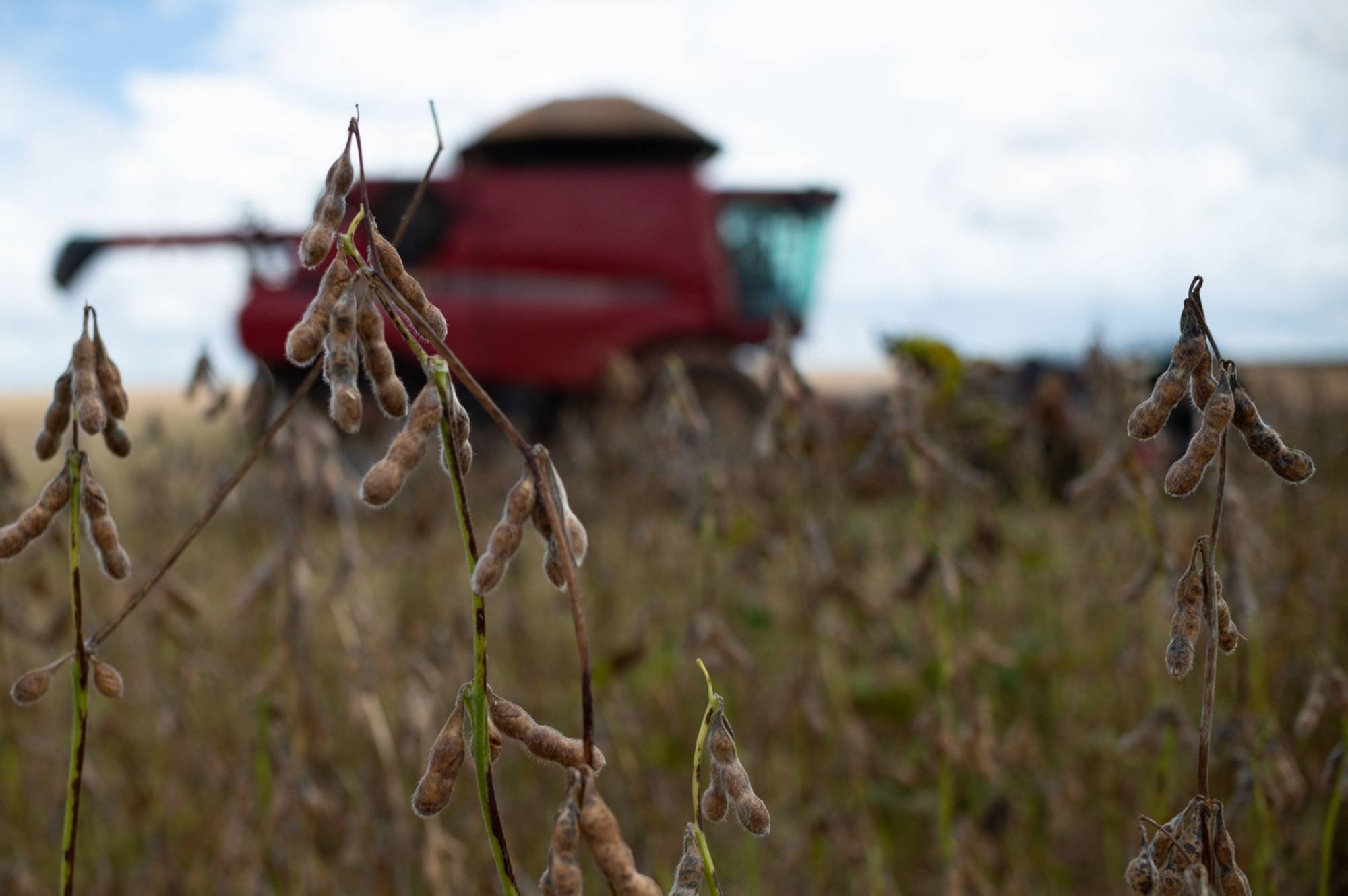 Soybeans during a harvest near Brasilia, Brazil | Bloomberg 
