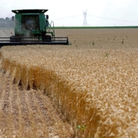 A combine drives over stalks of soft red winter wheat during the harvest on a farm in Dixon, Illinois. | REUTERS