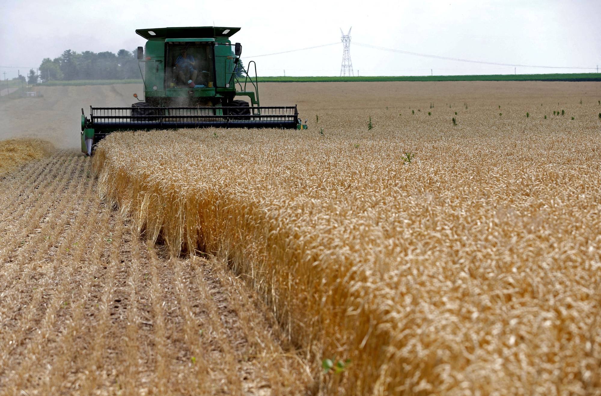 A combine drives over stalks of soft red winter wheat during the harvest on a farm in Dixon, Illinois. | REUTERS