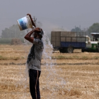 A farmer pours water on himself while working at a wheat farm in the Ludhiana district of Punjab, India, on May 1. A blistering heat wave has scorched what fields in India, reducing yields in the second-biggest grower and damping expectations for exports that the world is relying on to alleviate a global shortage.  | BLOOMBERG