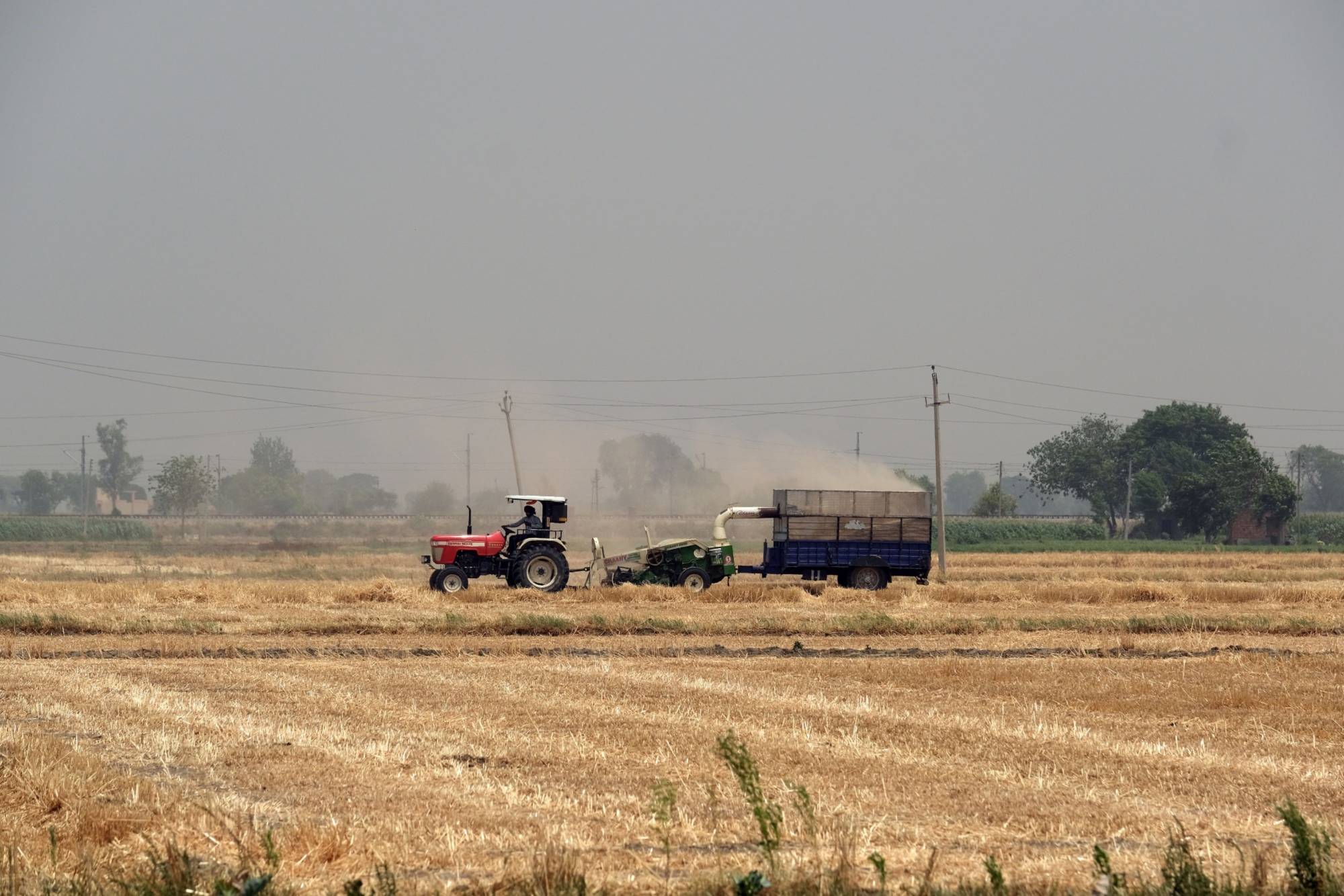 A wheat farm in the Ludhiana district of Punjab, India, on May 1. A blistering heat wave has scorched wheat fields in India, reducing yields in the second-biggest grower and damping expectations for exports that the world is relying on to alleviate a global shortage. | Bloomberg