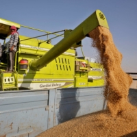 A combine deposits harvested wheat near Ahmedabad, India, in March. | REUTERS