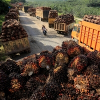 Trucks with palm oil fresh fruit bunches queue for unloading at a factory in West Aceh, Indonesia, on May 17. | ANTARA FOTO / SYIFA YULINNAS / VIA REUTERS 