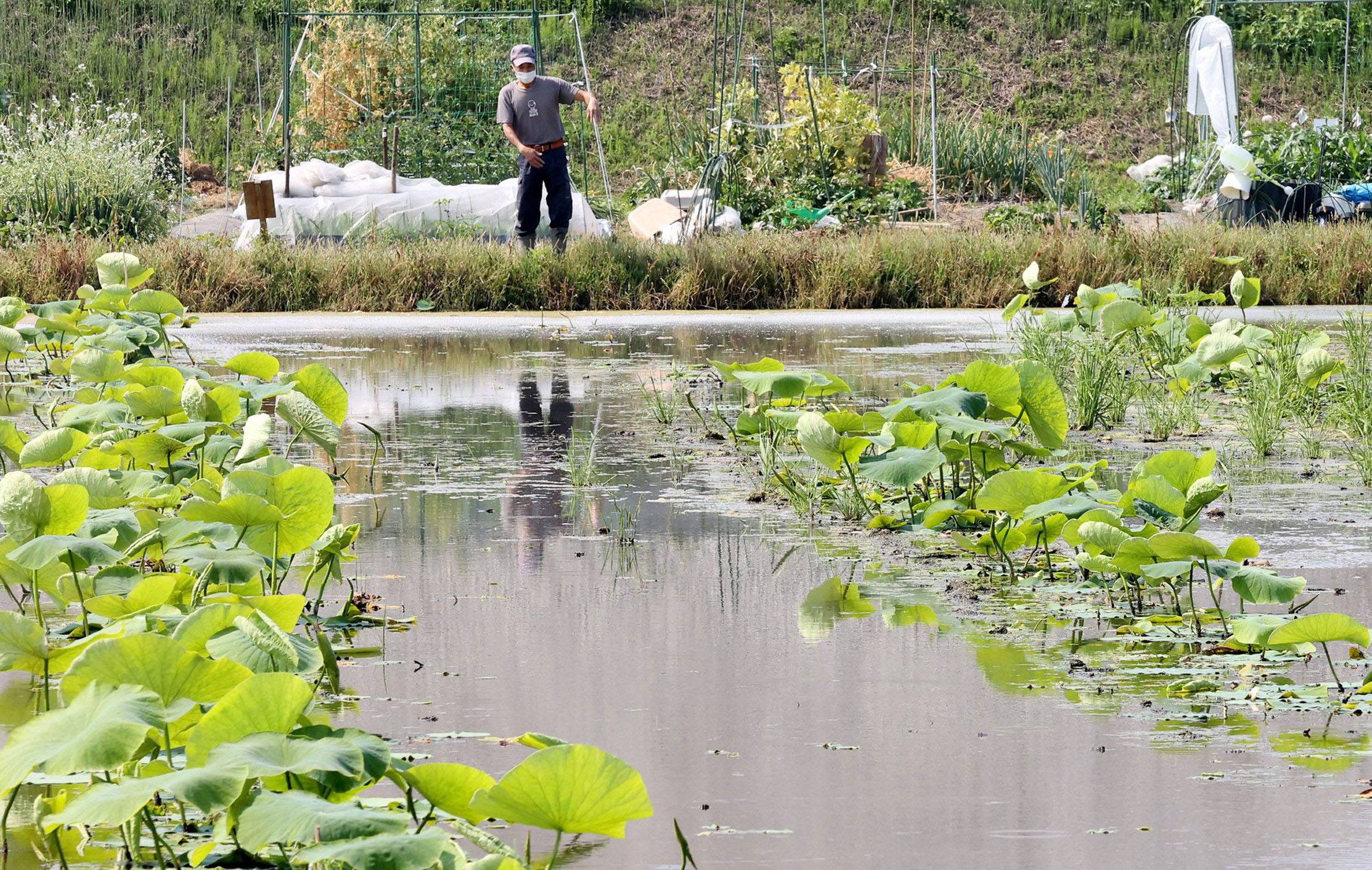 Masahiro Nakao looks at his lotus farm in Iwakuni, Yamaguchi Prefecture, where nutrias have eaten his crop. | CHUGOKU SHIMBUN