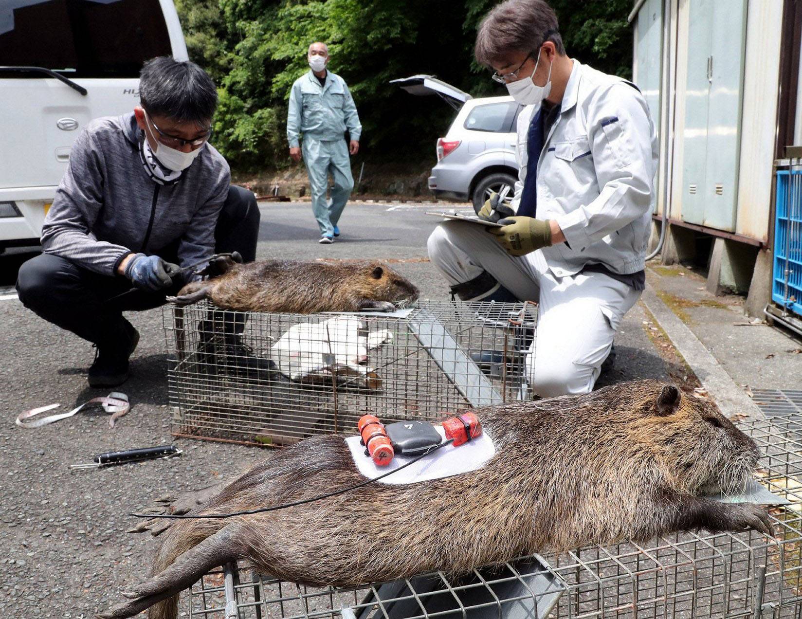 Invasive rats spreading across Yamaguchi damaging crops The