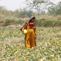 Heavily Pregnant, Sonari, collects muskmelons during a heat wave in Pakistan on May 17.  | REUTERS