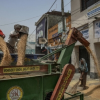 Workers sort wheat grain in Khanna, India, on May 31. The wheat harvest in Punjab, the state that includes Khanna, is estimated to be down by about 15% this year. | ATUL LOKE / THE NEW YORK TIMES