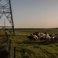 A cattle ranch in Bastrop, Texas. Local authorities in the rural town near Austin have been battling Elon Musk\'s Boring Co. to submit proper designs and permits for a driveway and sewage facilities at the company\'s tunneling site. | TAMIR KALIFA / THE NEW YORK TIMES