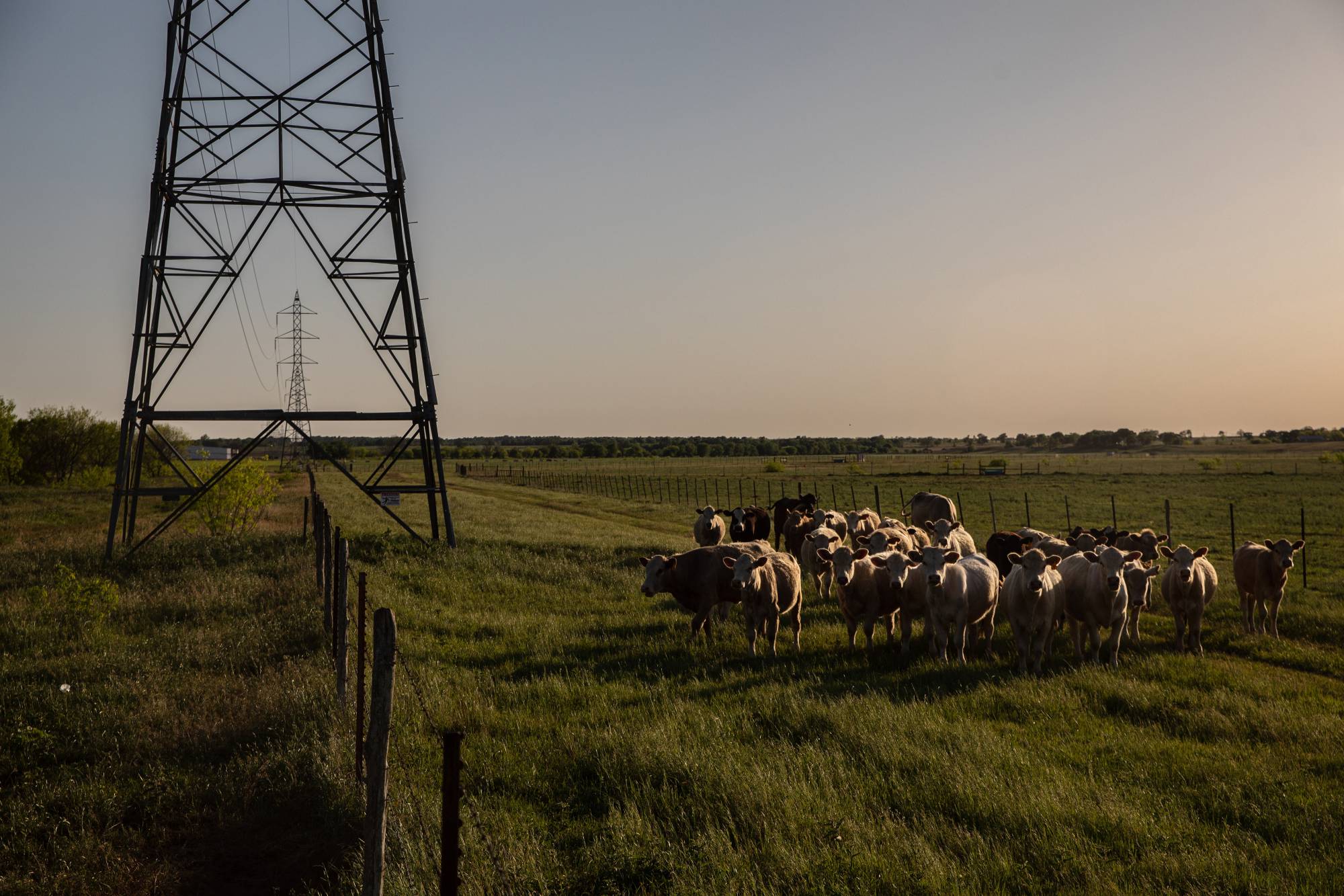 A cattle ranch in Bastrop, Texas. Local authorities in the rural town near Austin have been battling Elon Musk's Boring Co. to submit proper designs and permits for a driveway and sewage facilities at the company's tunneling site. | Tamir Kalifa / The New York Times