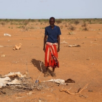 An internally displaced Somali man stands near the carcasses of his dead livestock near Dollow, Somalia, on May 26 following severe droughts. | REUTERS