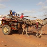 Internally displaced Somali children ride on a donkey cart as they flee from severe droughts, near Dollow, Somalia, on May 26 | REUTERS