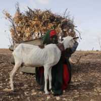 An internally displaced Somali woman holds her surviving goat near Dollow, Somalia, on May 26 following severe droughts. | REUTERS