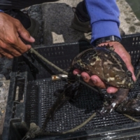 A grouper farm and fish processing factory in Fangliao, Taiwan, on June 15. Grouper, which is known for its lean and moist meat, is regarded in Taiwan as a relatively high-end seafood typically eaten on special occasions.   | LAM YIK FEI / THE NEW YORK TIMES
