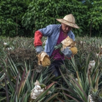 Hsieh Kun-sung, 61, a farmer, harvests his pineapple crop in the southern Taiwanese city of Kaohsiung on June 15. Hsieh says his business has been thriving since Taiwanese rallied in support after China stopped buying the fruit.   | LAM YIK FEI / THE NEW YORK TIMES