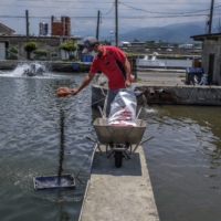 Lin Chun-lai feeds the fish at his grouper farm in Fangliao, Taiwan. Lin has been hit by China\'s recent ban on imports of the fish from Taiwan.   | LAM YIK FEI / THE NEW YORK TIMES