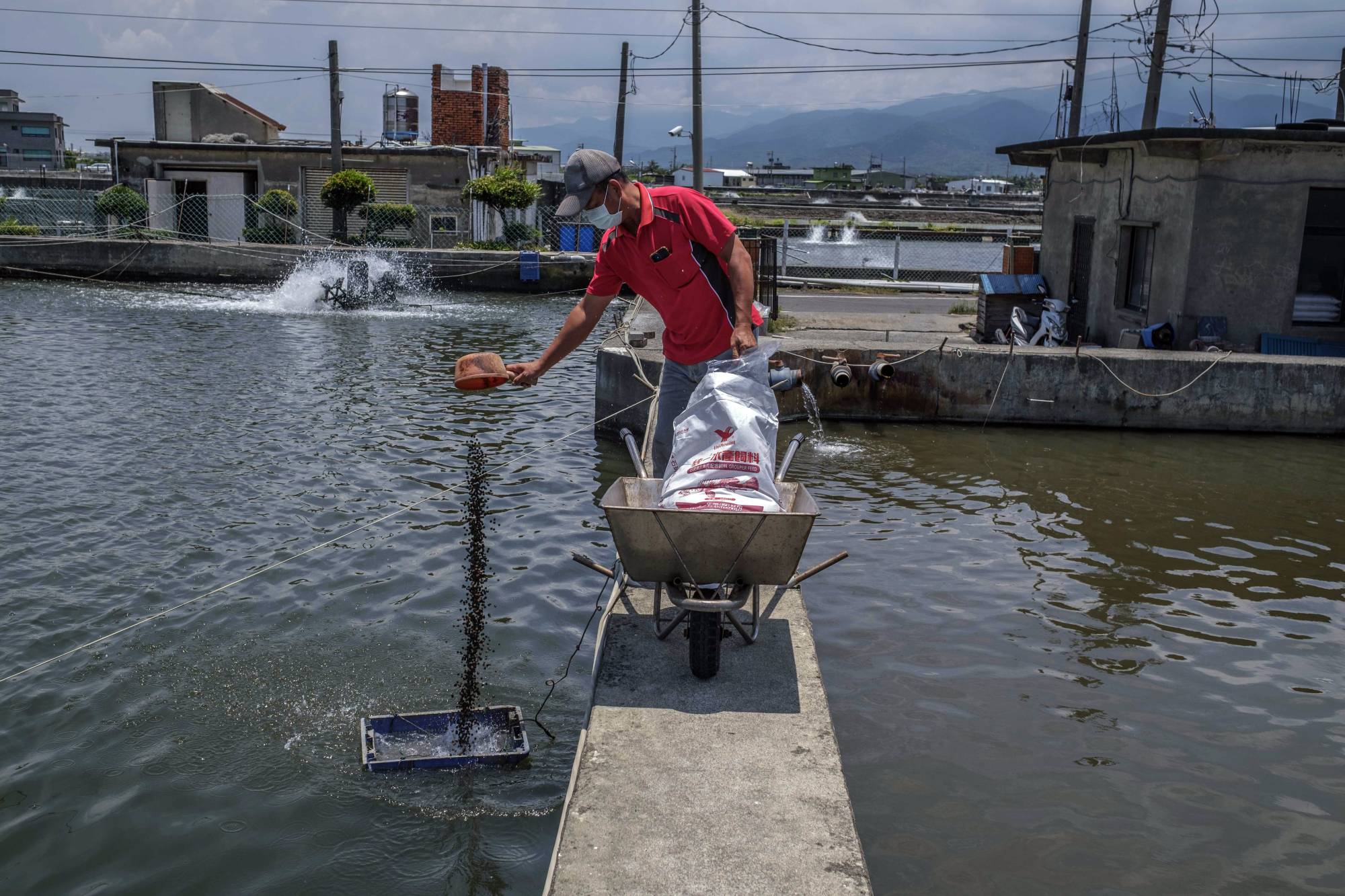 Lin Chun-lai feeds the fish at his grouper farm in Fangliao, Taiwan. Lin has been hit by China's recent ban on imports of the fish from Taiwan. | Lam Yik Fei / The New York Times