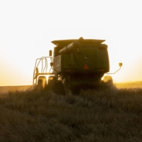 A combine harvests winter wheat in Corn, Oklahoma, on June 15. | BLOOMBERG 