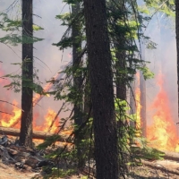 The Washburn fire burning near the lower portion of the Mariposa Grove in Yosemite National Park, on Thursday. | U.S. NATIONAL PARK SERVICE / VIA AFP-JIJI