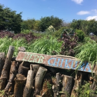 At Herb Chikura, Hiromi Sasaki cultivates rare herbs and plants all through natural farming methods. | KIMBERLY HUGHES