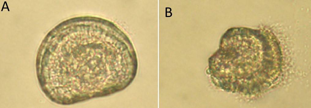 Microscopic images of Pacific oyster larvae from a 2007 paper authored by marine scientist Haruko Kurihara. Larva A — which was placed in seawater with a pH of 8.1, the same as the global average for surface seawater — grew normally, while larva B, incubated in more acidic seawater with a pH level of 7.4, did not. | COURTESY OF HARUKO KURIHARA 