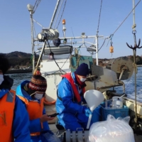 Kurihara and her colleagues conduct a field survey in the sea near Shizugawa Bay in Miyagi Prefecture in March. | COURTESY OF HARUKO KURIHARA
