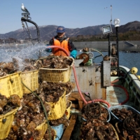 A fisherman sprays water over oysters he harvested from an oyster farm at Hirota Bay in Rikuzentakata, Iwate Prefecture, in March 2018. | REUTERS
