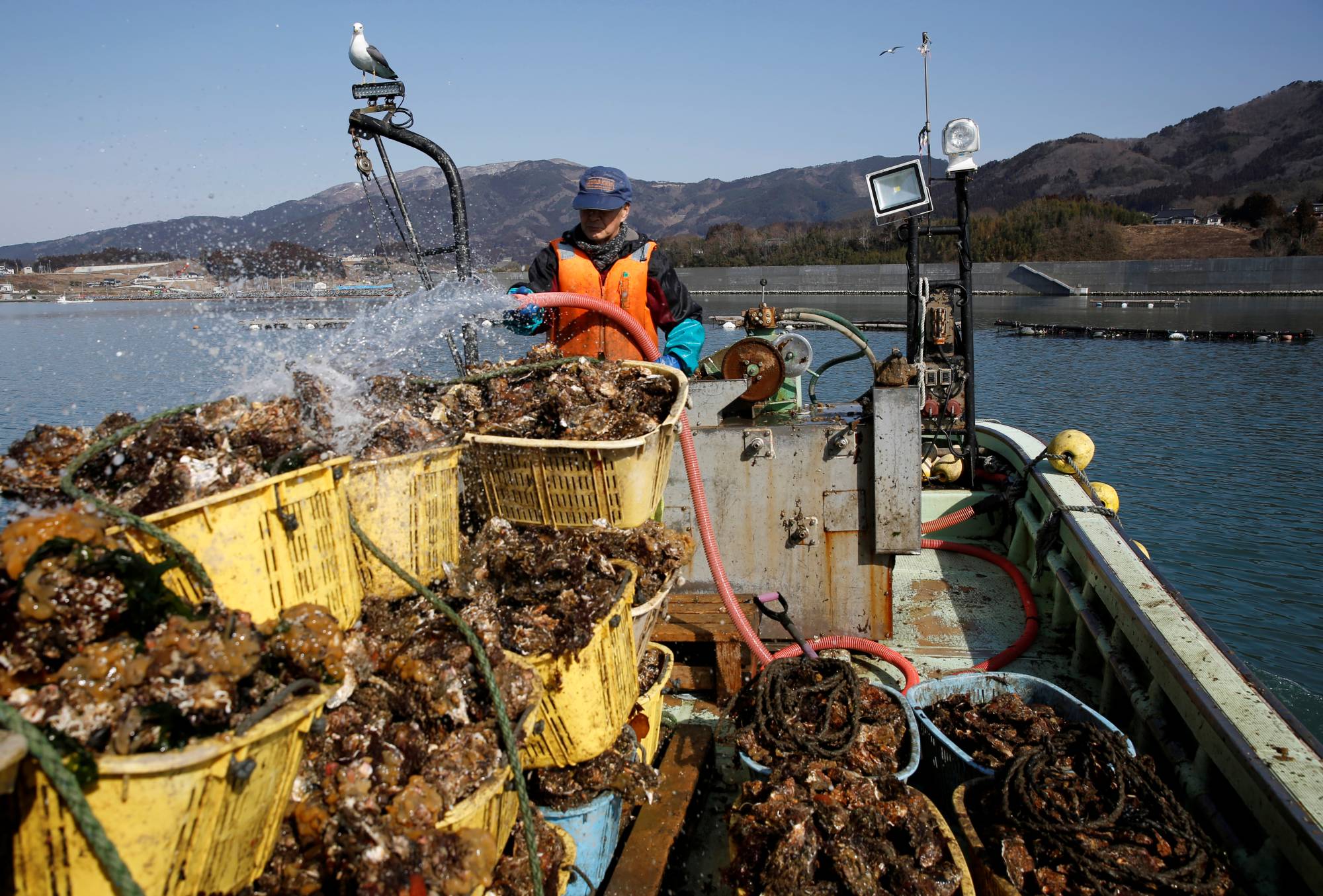A fisherman sprays water over oysters he harvested from an oyster farm at Hirota Bay in Rikuzentakata, Iwate Prefecture, in March 2018. | REUTERS