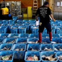 Fatty cuts of fish are often regarded as the best on the menu, but many fishermen are saying that\'s all they\'re able to catch this year. | REUTERS