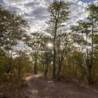 Trees preserved in a forest conservation project in Mbire, Zimbabwe, in May 2021. Some forest-based carbon projects have been criticized for claiming averted emissions in places where there was no real deforestation threat or for failing to consult Indigenous people and depriving them of land. | BLOOMBERG