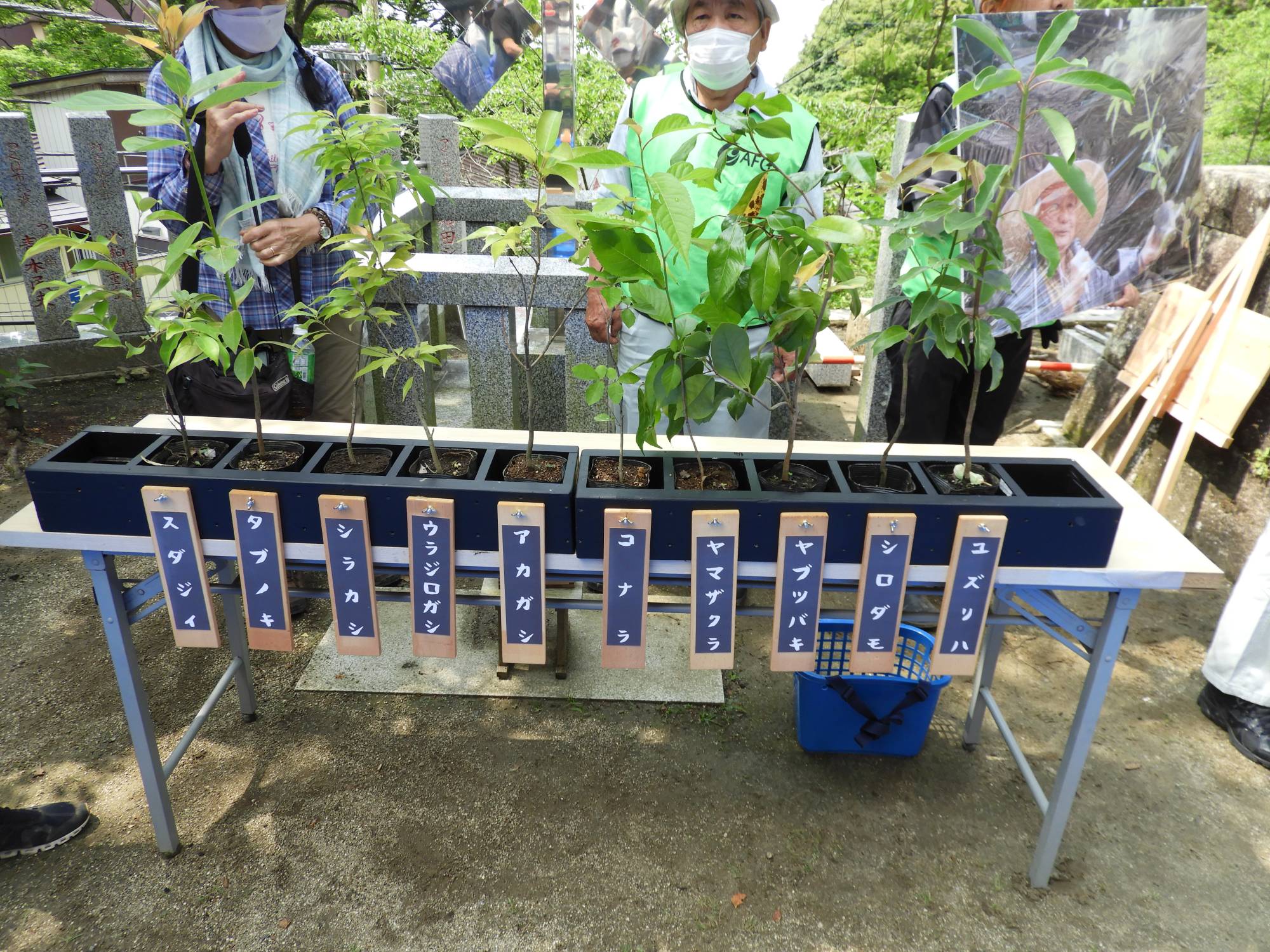From small saplings, the Miyawaki method of forestry management can grow thriving groves in a matter of years. | JOAN BAILEY