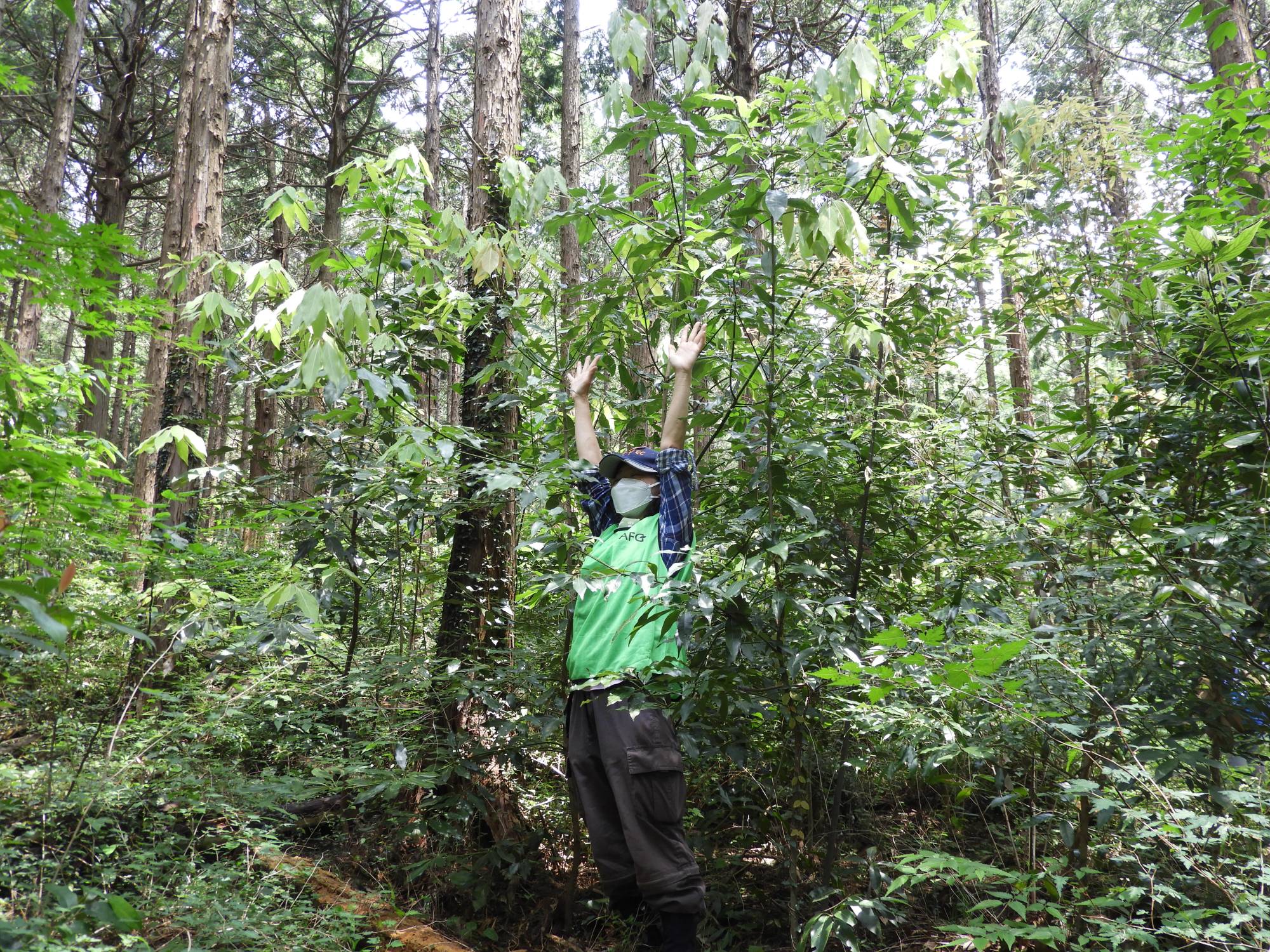 Just foot-high shoots four years ago, these trees are now well on their way to becoming part of a mature forest. | JOAN BAILEY