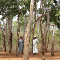 Women take shelter from the sun under the cover of trees planted by school children at a primary school in Kibwezi, east of Kenya\'s capital Nairobi, in June 2014.  | REUTERS
