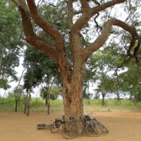 Newly planted trees at a primary school in Kibwezi, east of Kenya\'s capital Nairobi, in June 2014.  | REUTERS