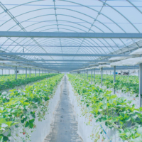 A strawberry cultivation facility using a drip irrigation system | © OAT AGRIO