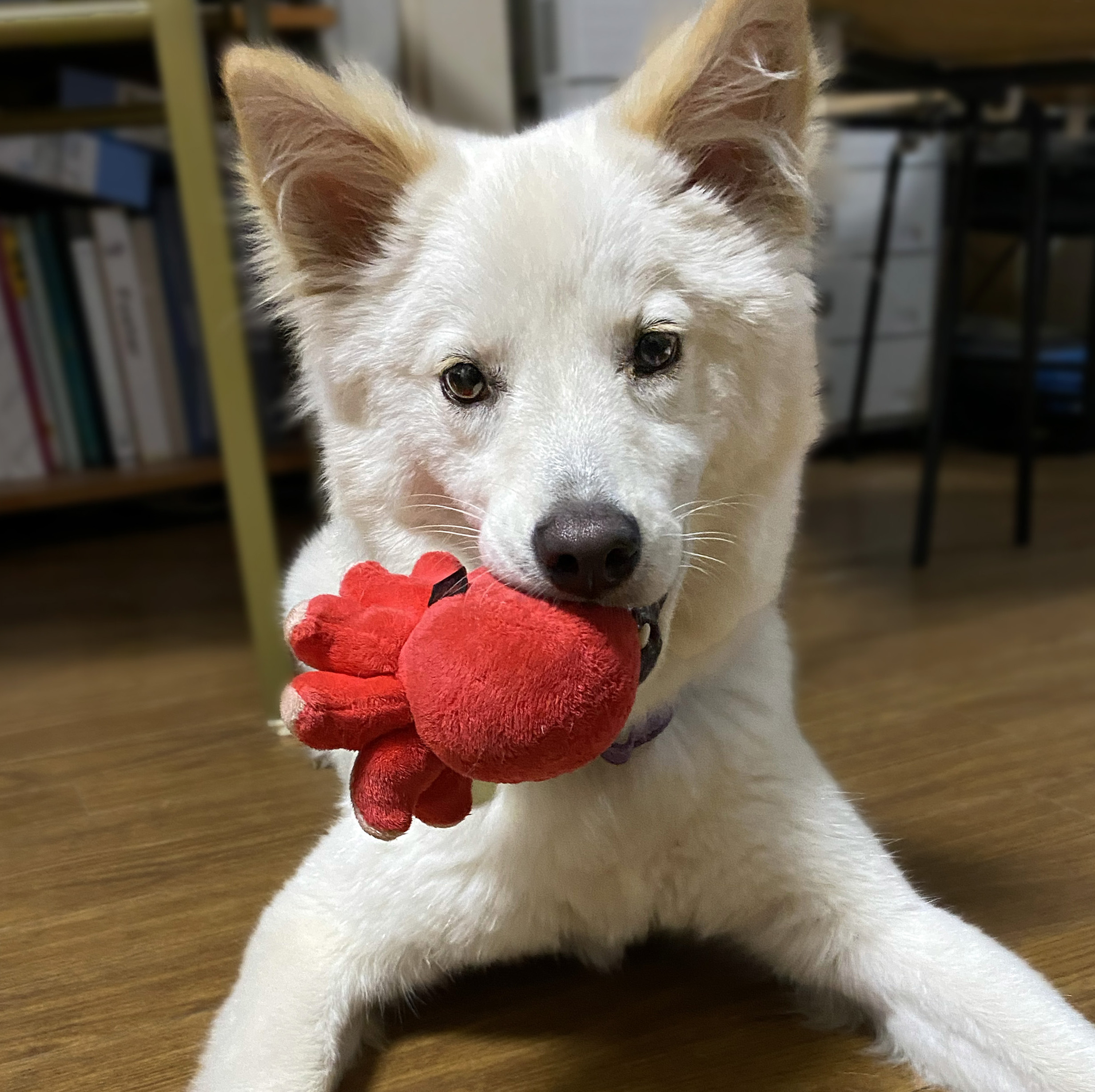 Chip is described as super playful, very smart and not in the slightest bit aggressive. He's cute, too! | JULIE OKAMOTO