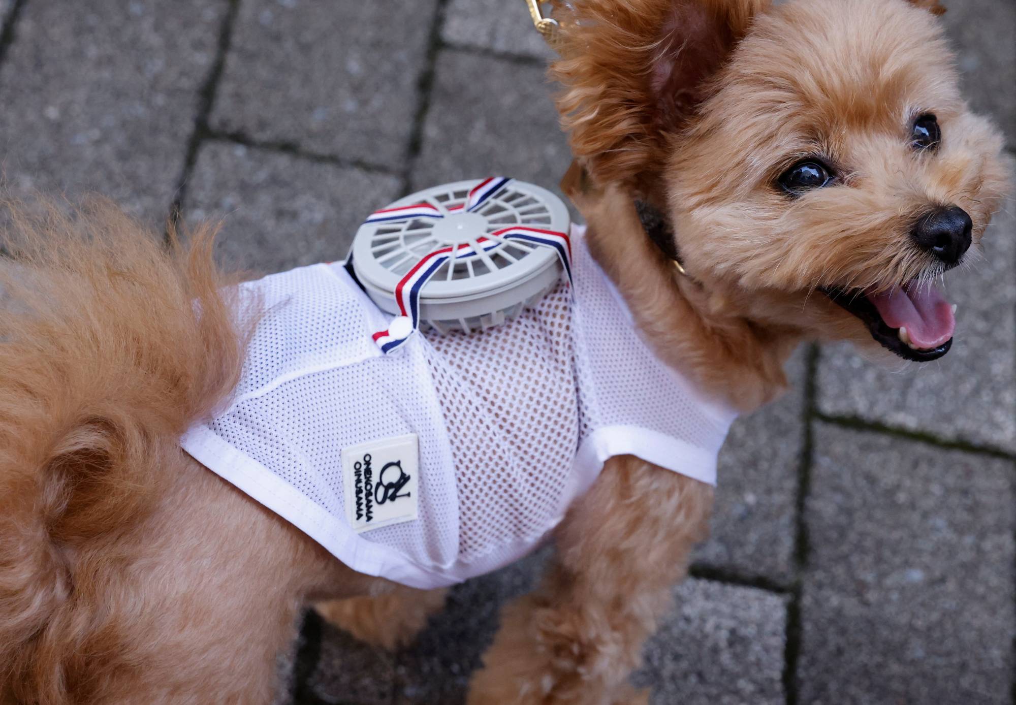 Dog days clothing discount