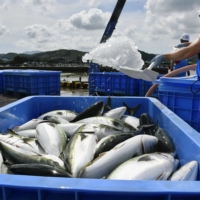Exports of yellowtail in the January-June period rose 64.5% from a year before, supported by growing demand from Japanese restaurants in the United States. | KYODO
