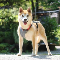 Candy Floss\'s elderly owner had to give her up for adoption, but she\'s ready to find a new forever home. | SEITARO MATSUO
